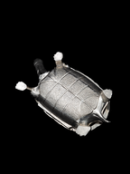 Boîte à bibelots tortue