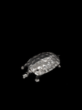 Boîte à bibelots tortue